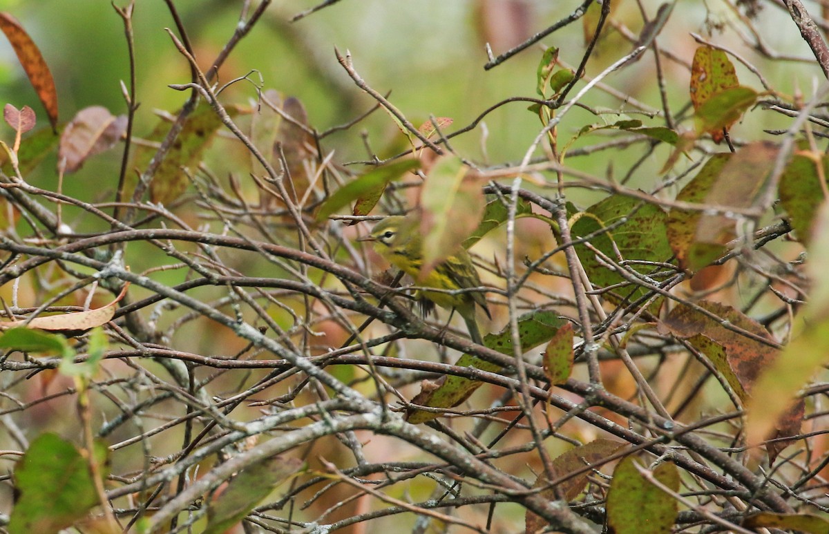 Prairie Warbler - ML642064766