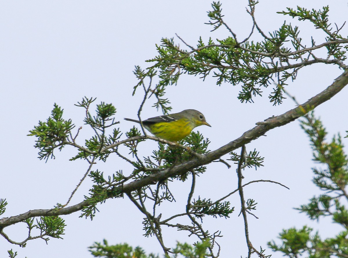 Magnolia Warbler - ML642064774