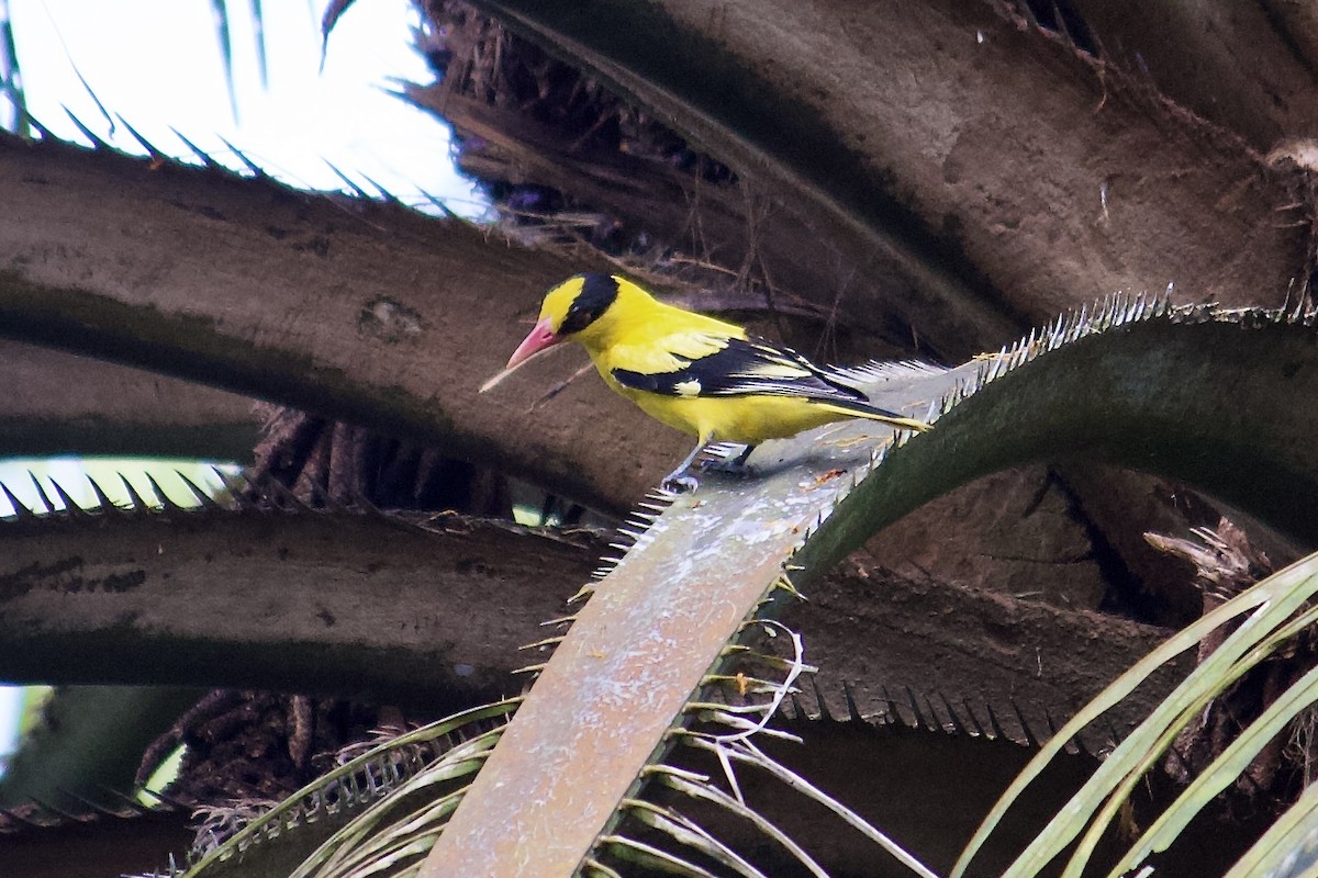 Black-naped Oriole - ML642064781