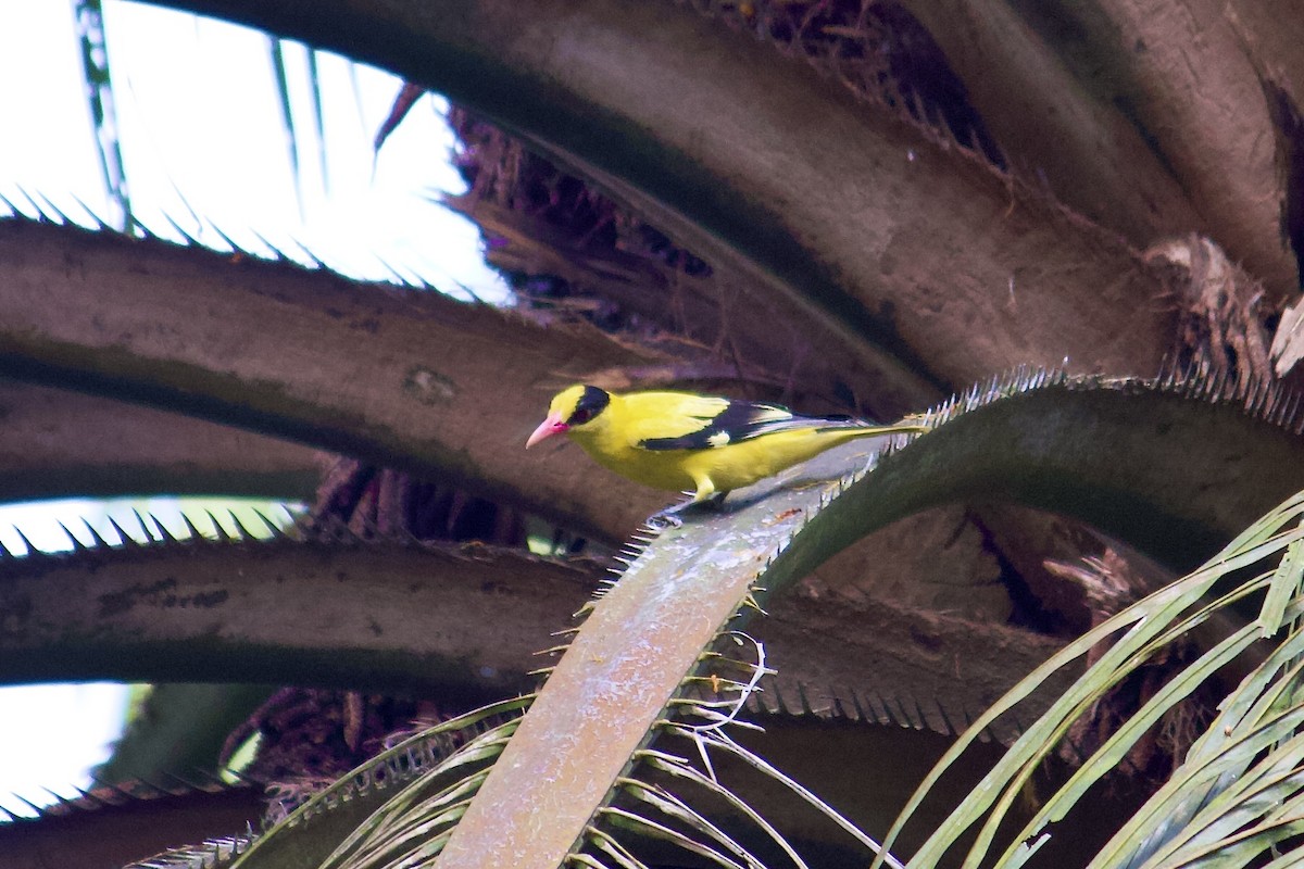 Black-naped Oriole - ML642064782
