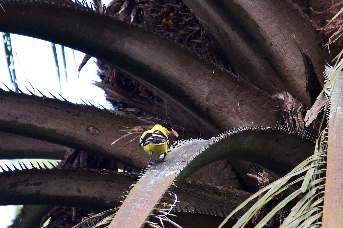 Black-naped Oriole - ML642064783