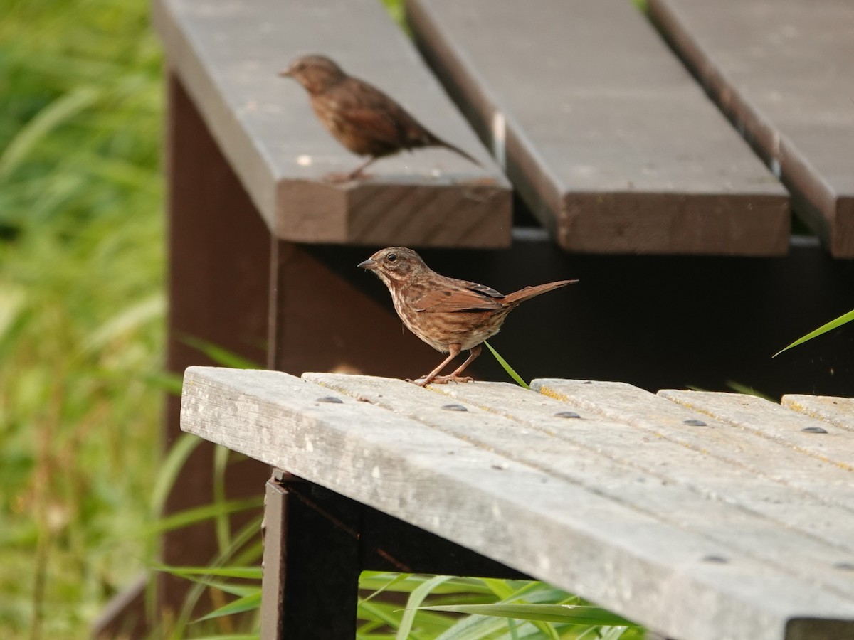 Song Sparrow - ML642064784