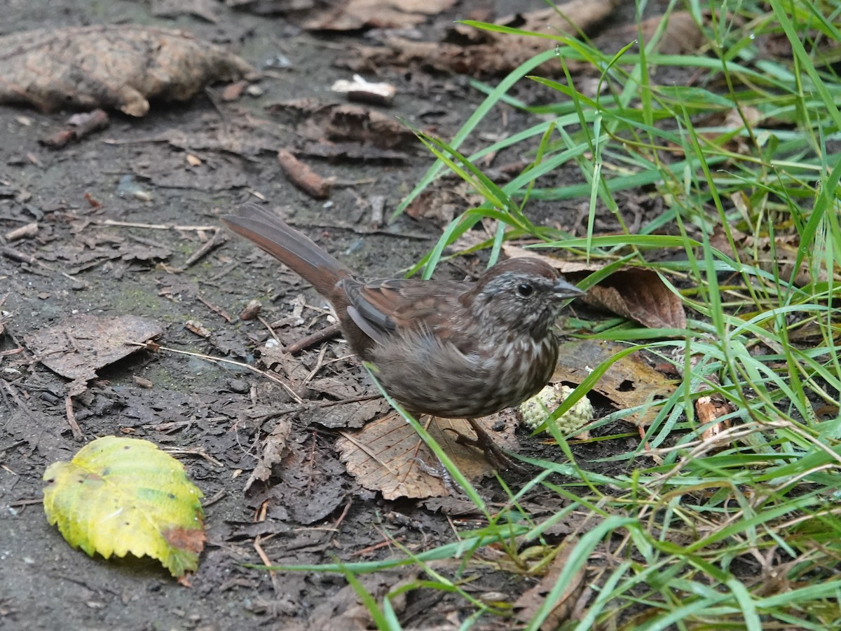 Song Sparrow - ML642064786