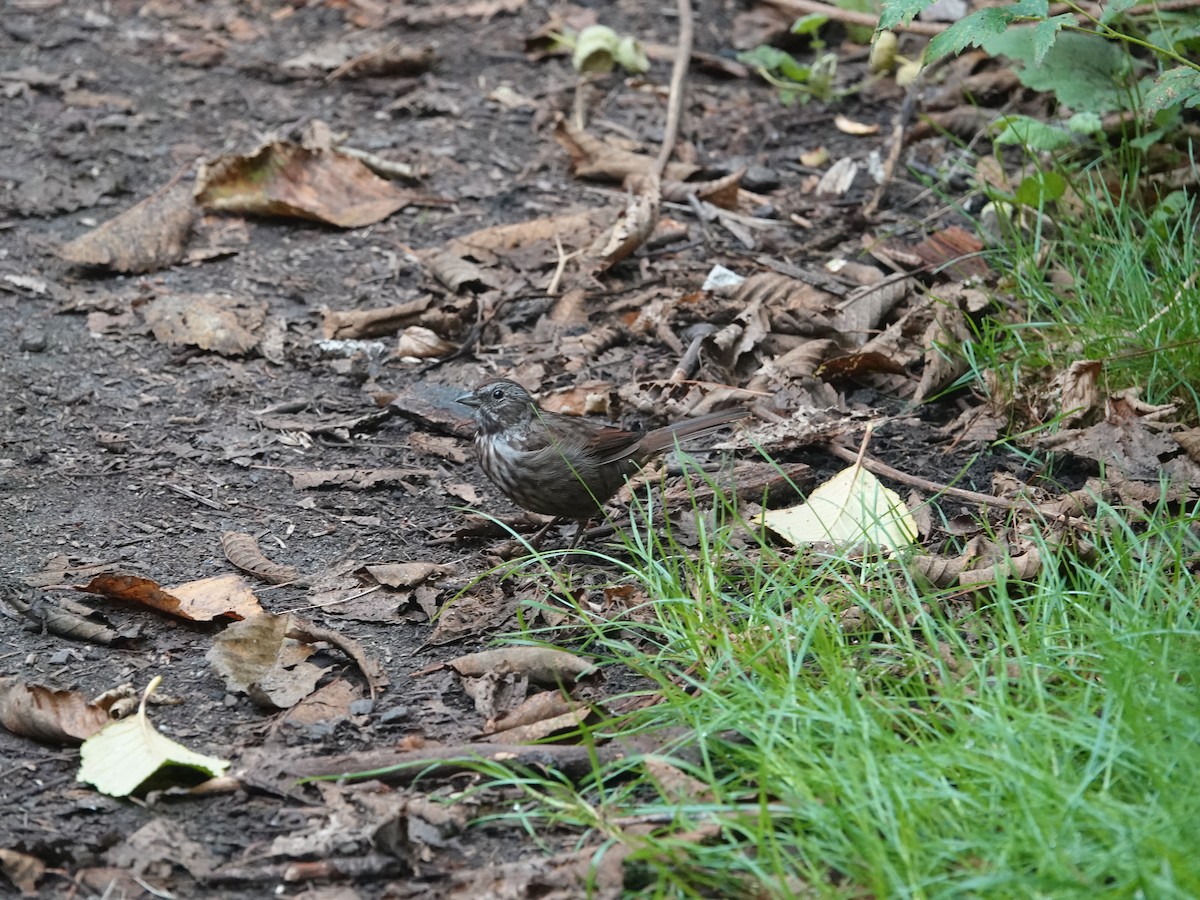 Song Sparrow - ML642064787