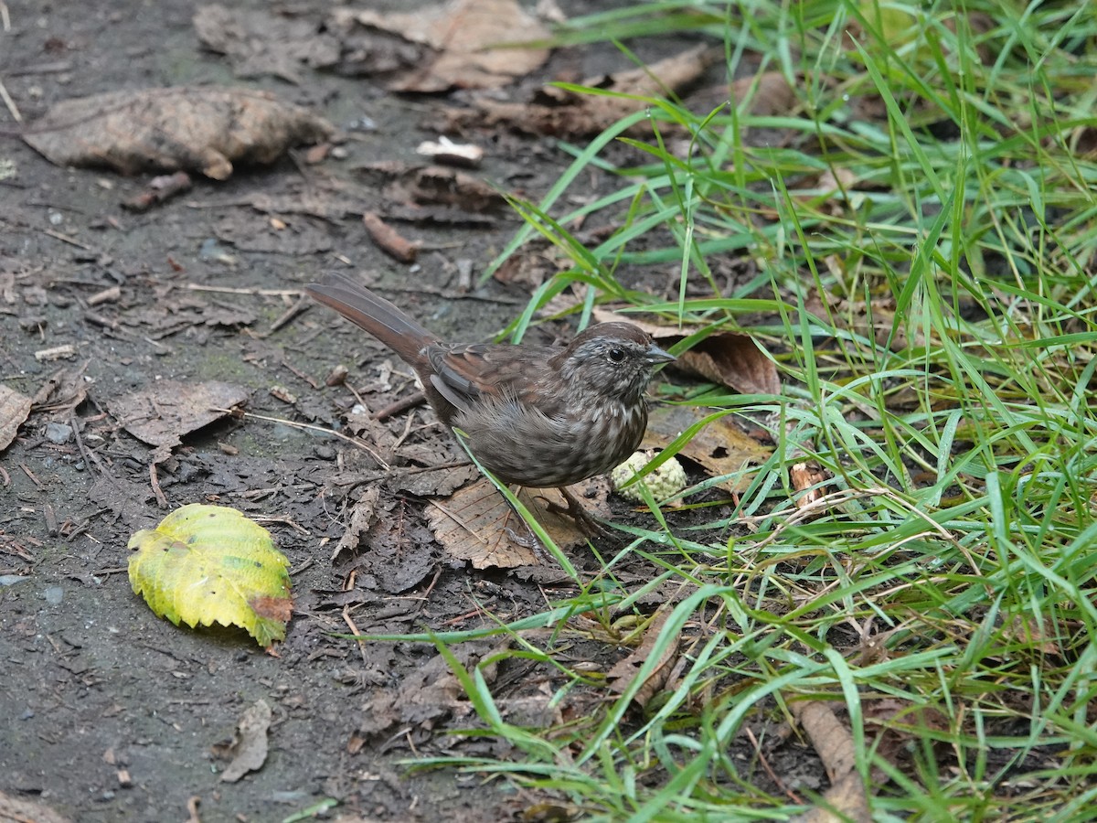 Song Sparrow - ML642064788