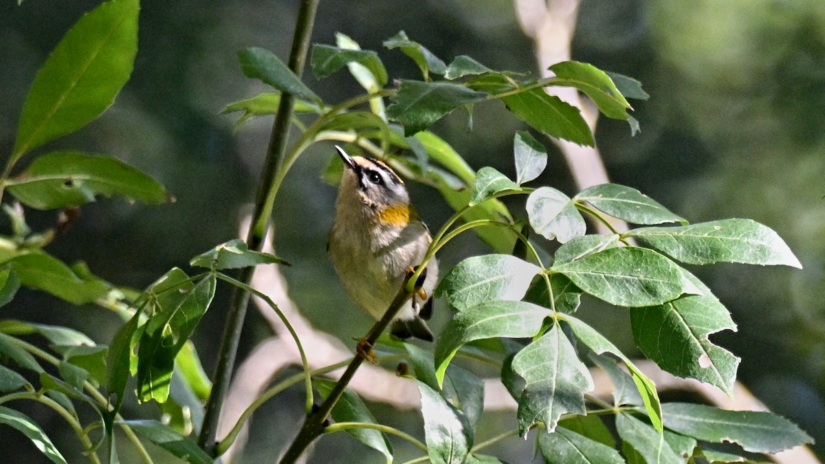 Common Firecrest - ML642064796
