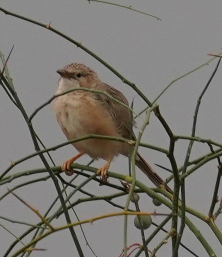Common Babbler - ML642064804