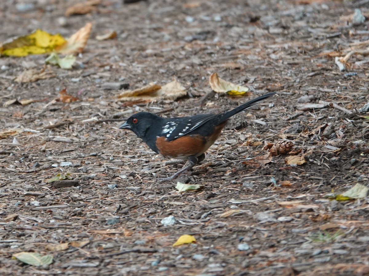 Spotted Towhee - ML642064806