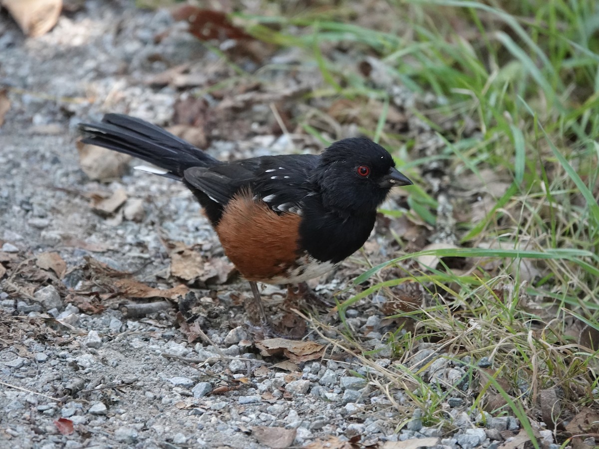Spotted Towhee - ML642064807