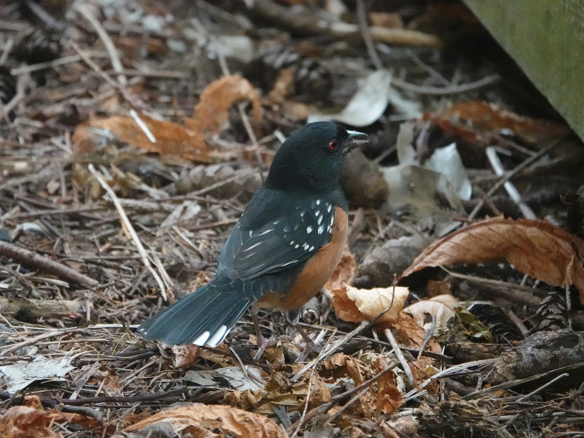 Spotted Towhee - ML642064809