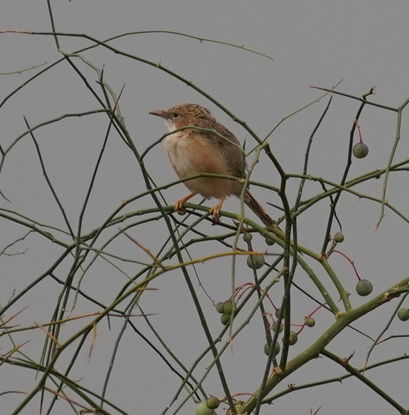 Common Babbler - ML642064810