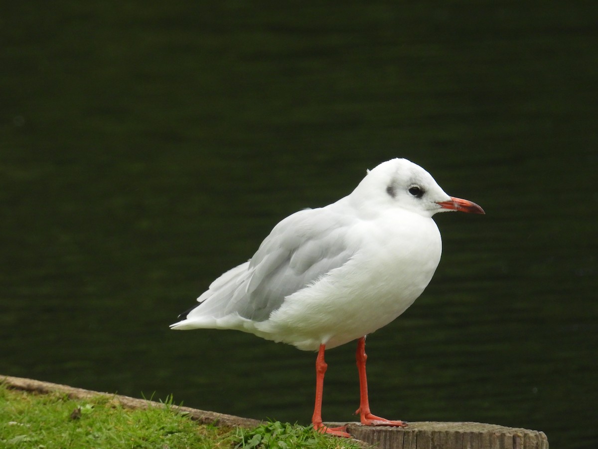 racek chechtavý - ML642064813