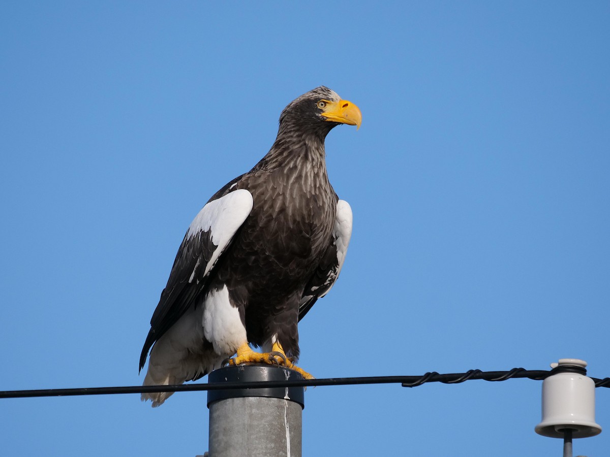Steller's Sea-Eagle - ML642064815