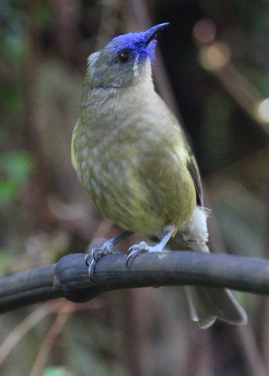New Zealand Bellbird - ML642064823