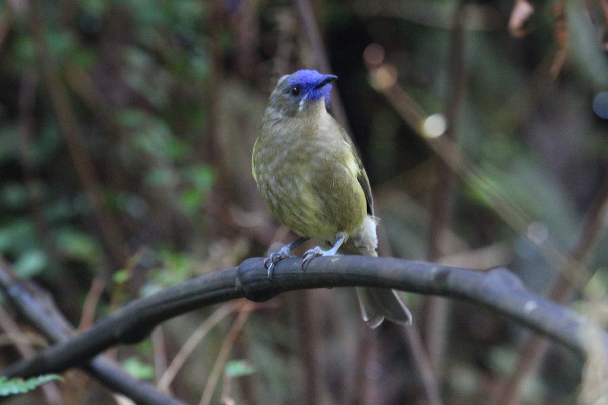 New Zealand Bellbird - ML642064828