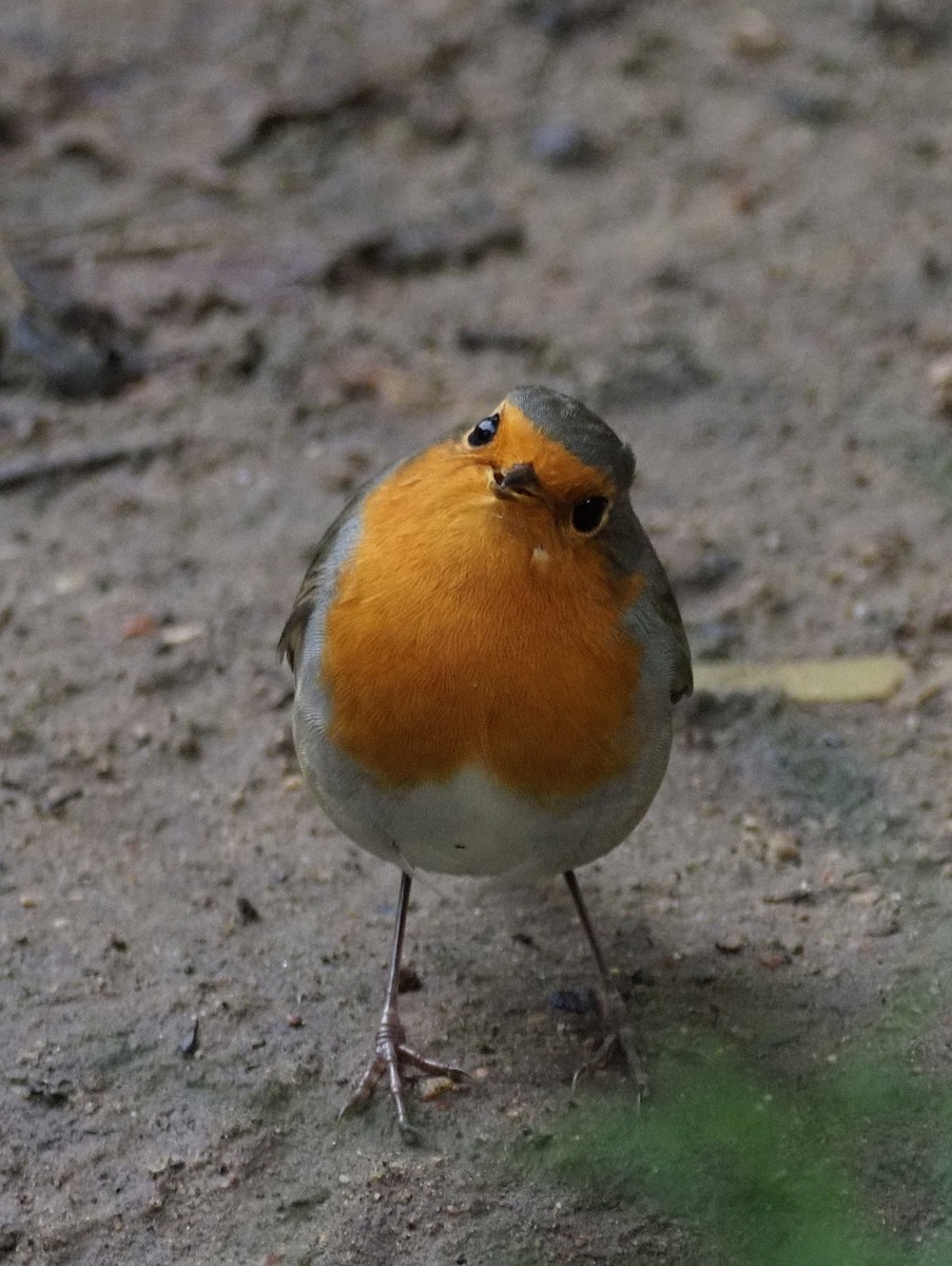 European Robin - ML642064837