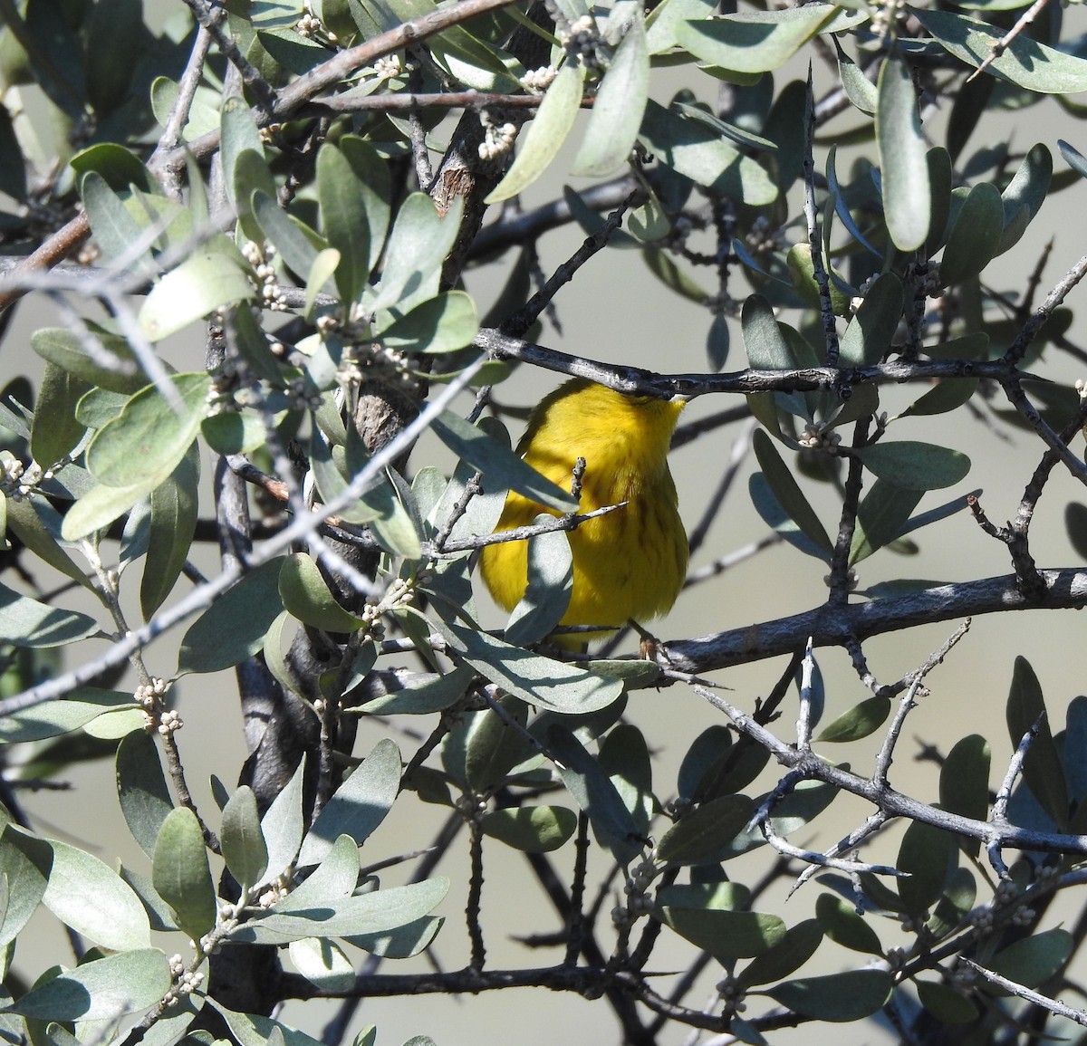 Yellow Warbler - ML642064843