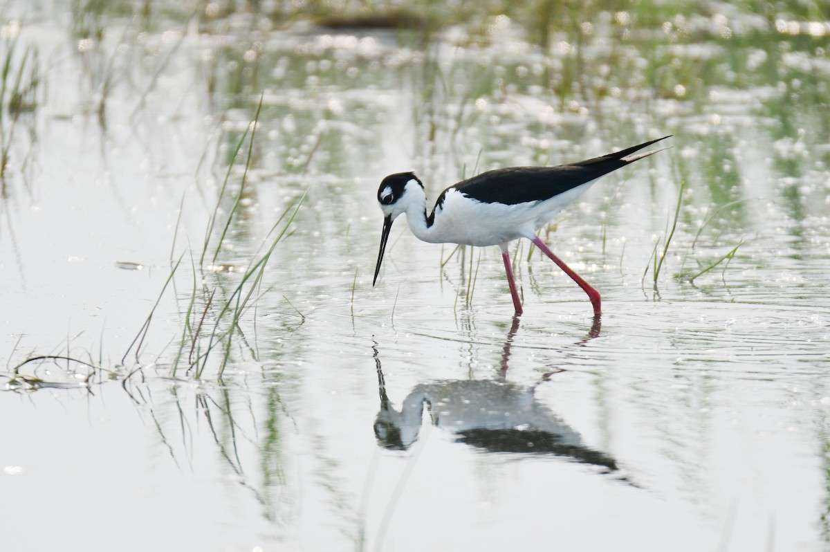 Black-necked Stilt - ML642064854
