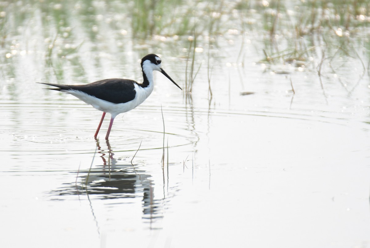 Black-necked Stilt - ML642064855