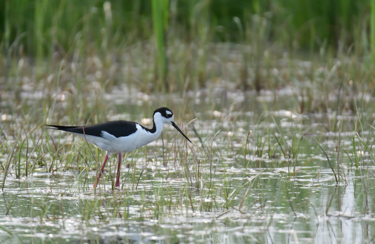 Black-necked Stilt - ML642064856