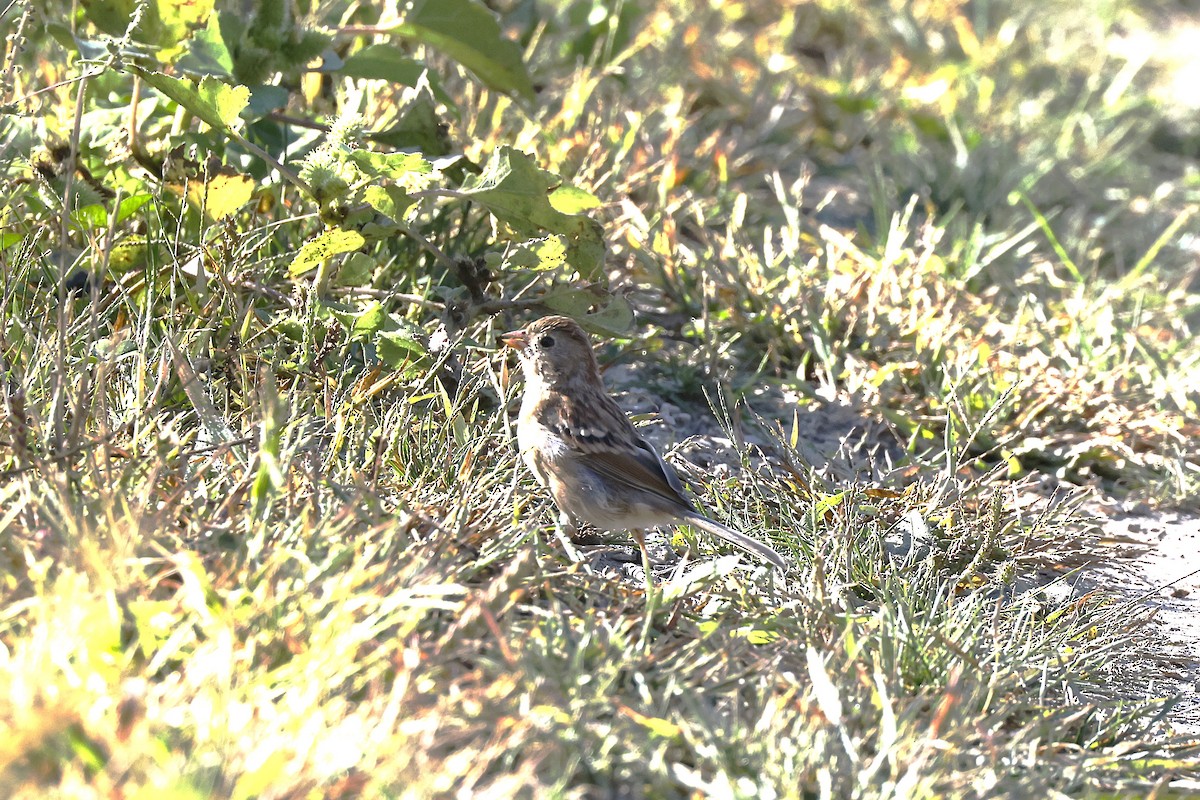 Field Sparrow - ML642064859