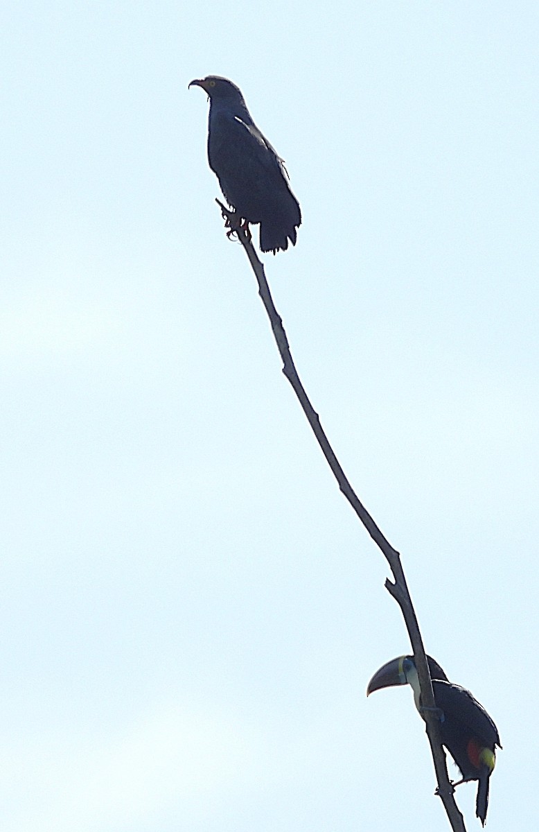 White-throated Toucan - ML642064867
