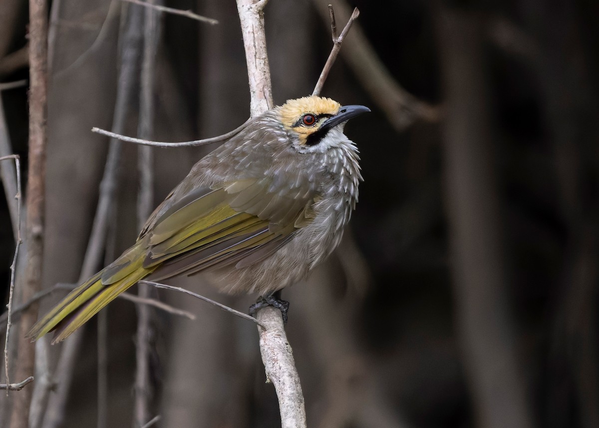 Straw-headed Bulbul - ML642064878