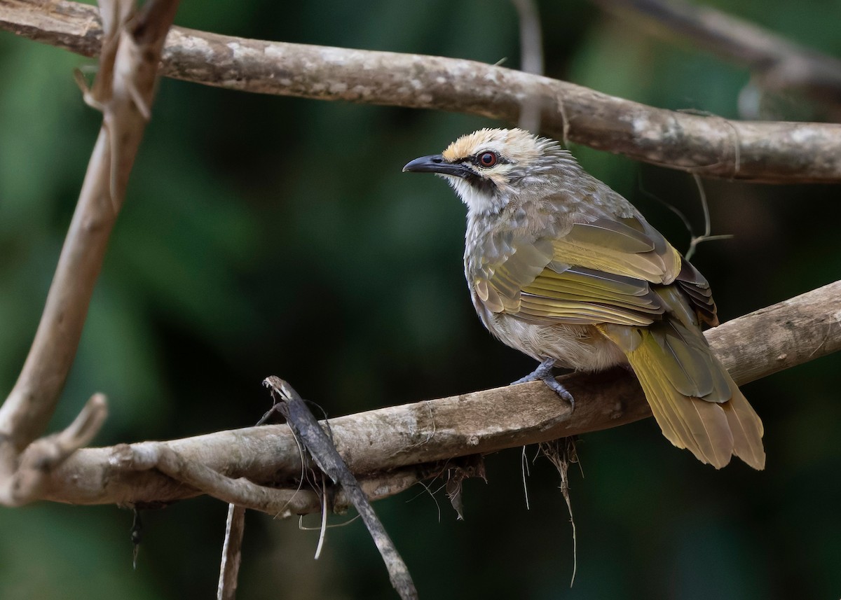 Straw-headed Bulbul - ML642064879
