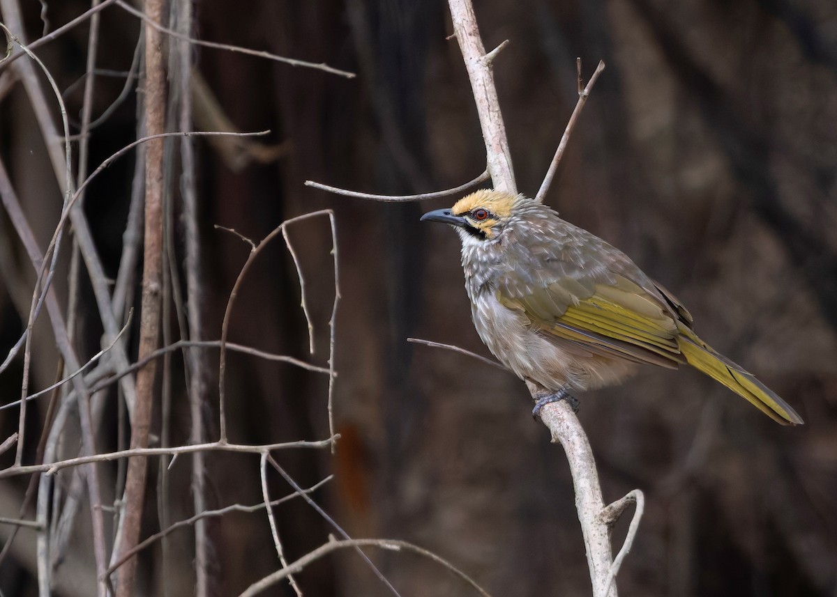 Straw-headed Bulbul - ML642064880