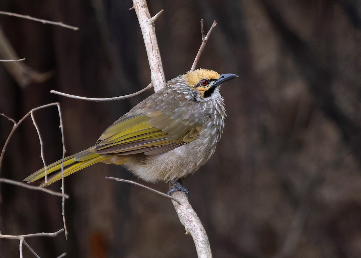 Straw-headed Bulbul - ML642064881