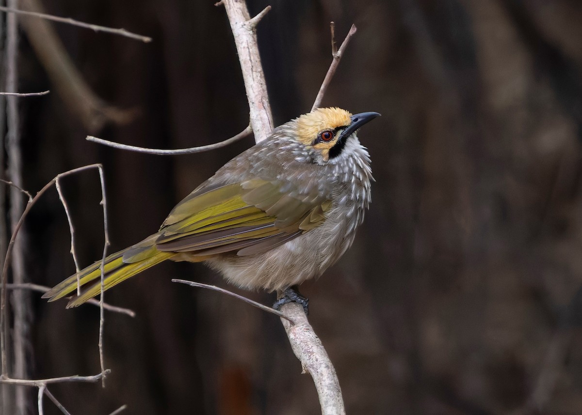 Straw-headed Bulbul - ML642064882