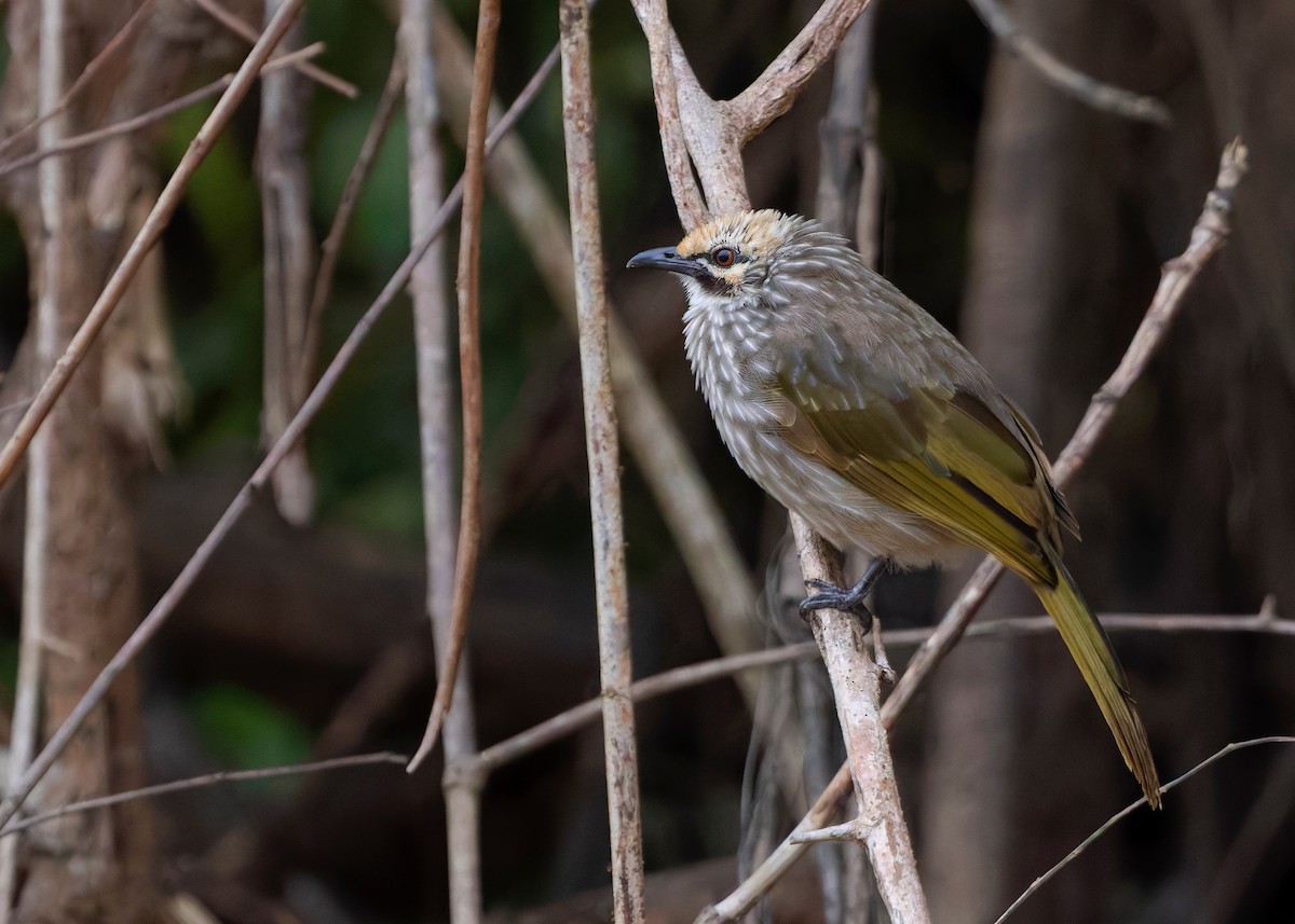Straw-headed Bulbul - ML642064884