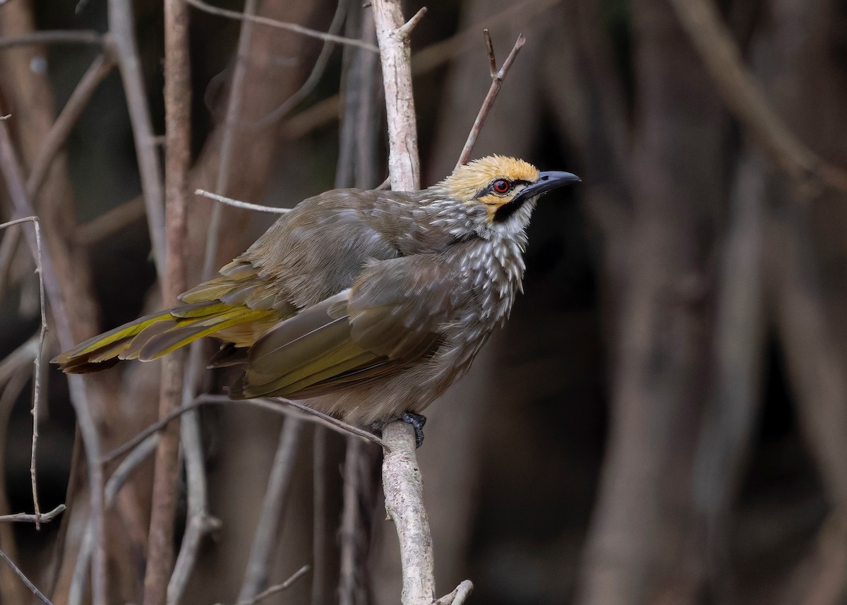 Straw-headed Bulbul - ML642064885
