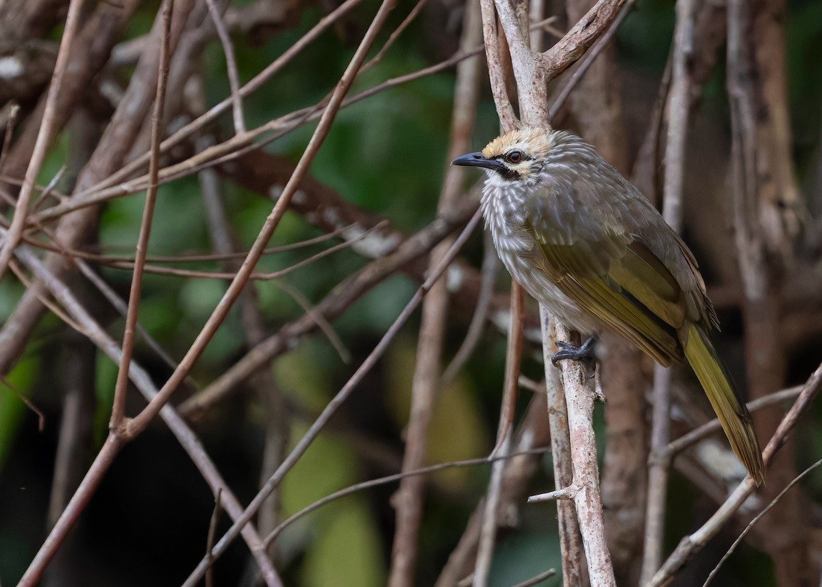 Straw-headed Bulbul - ML642064886