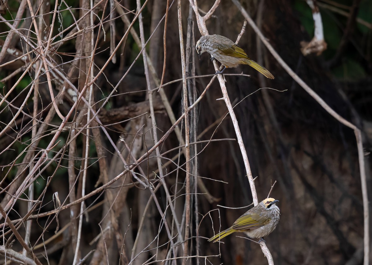 Straw-headed Bulbul - ML642064887