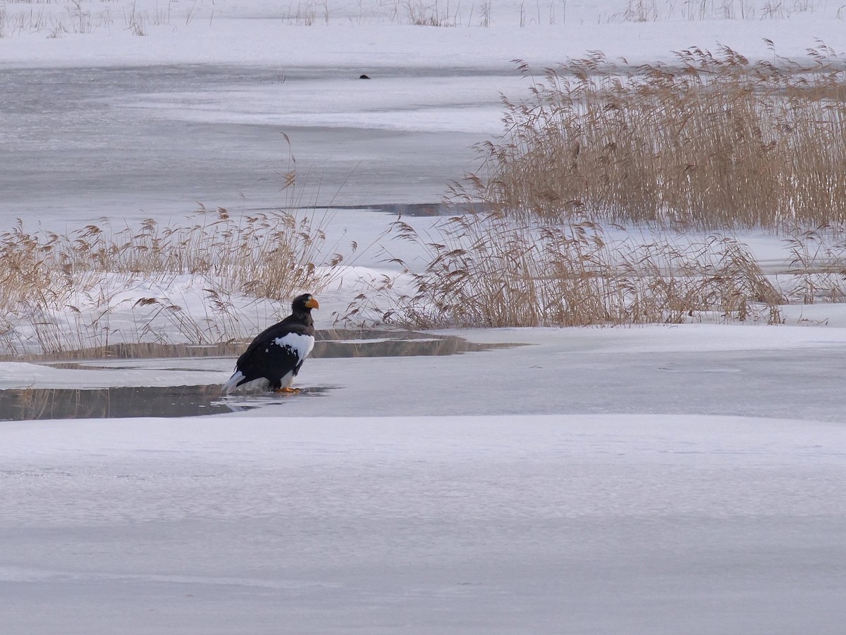Steller's Sea-Eagle - ML642064889
