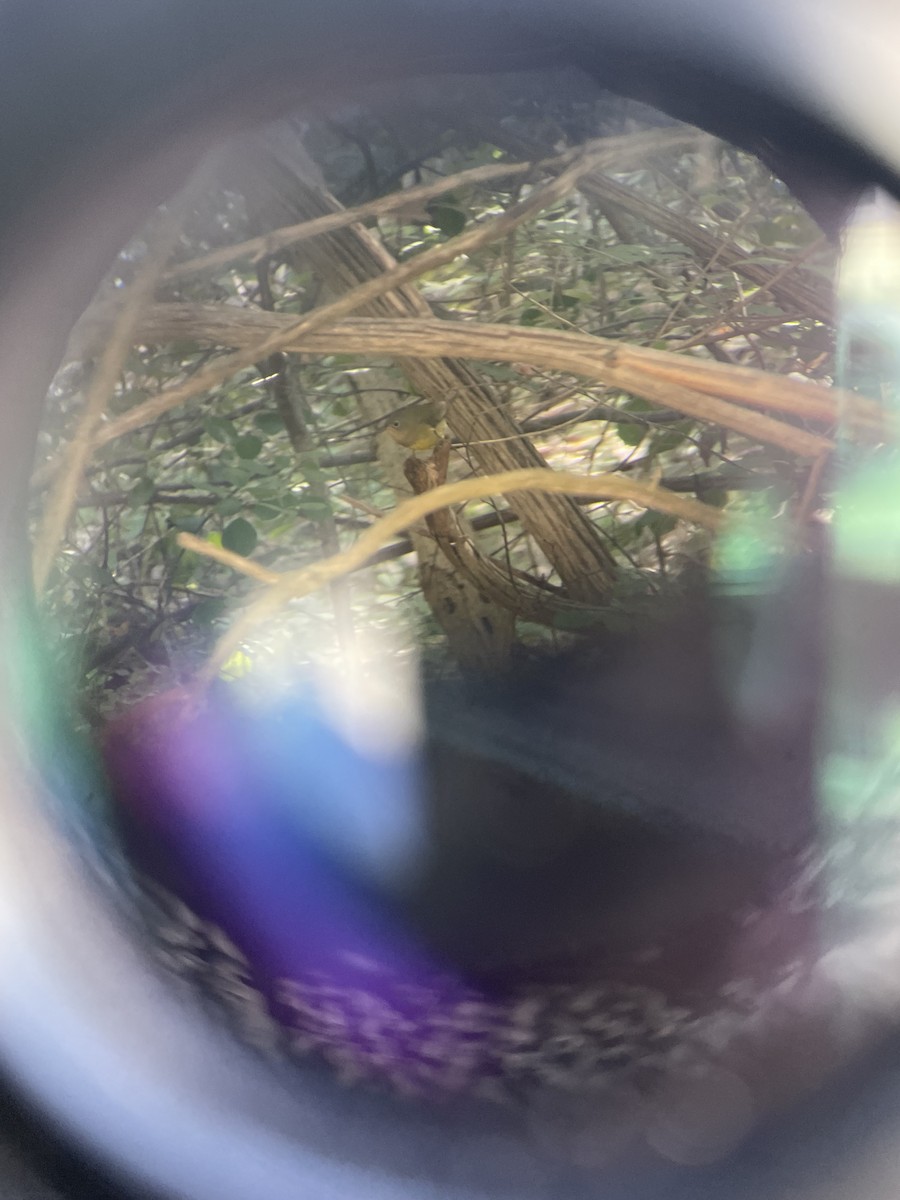 Connecticut Warbler - ML642064890