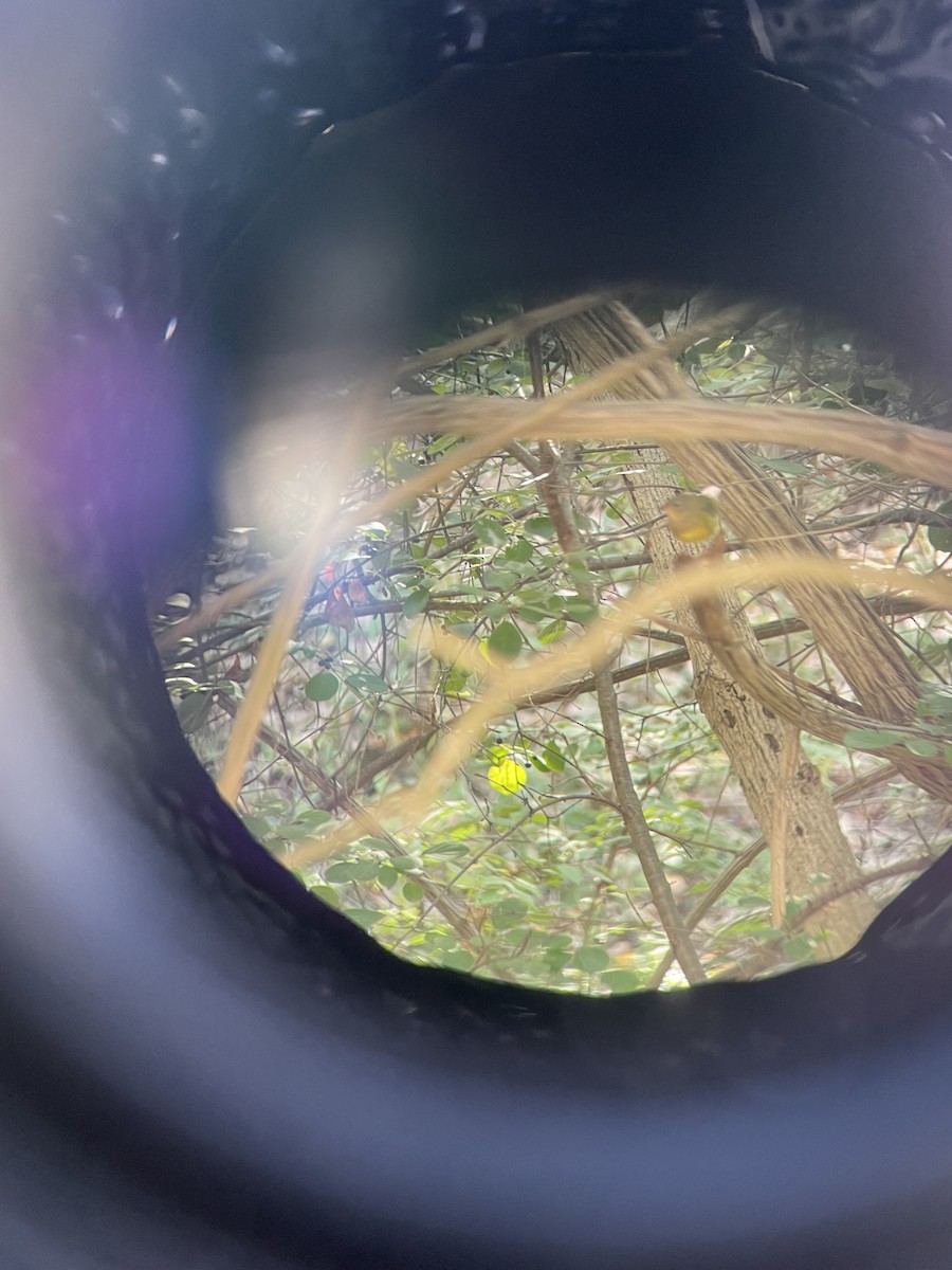 Connecticut Warbler - ML642064891