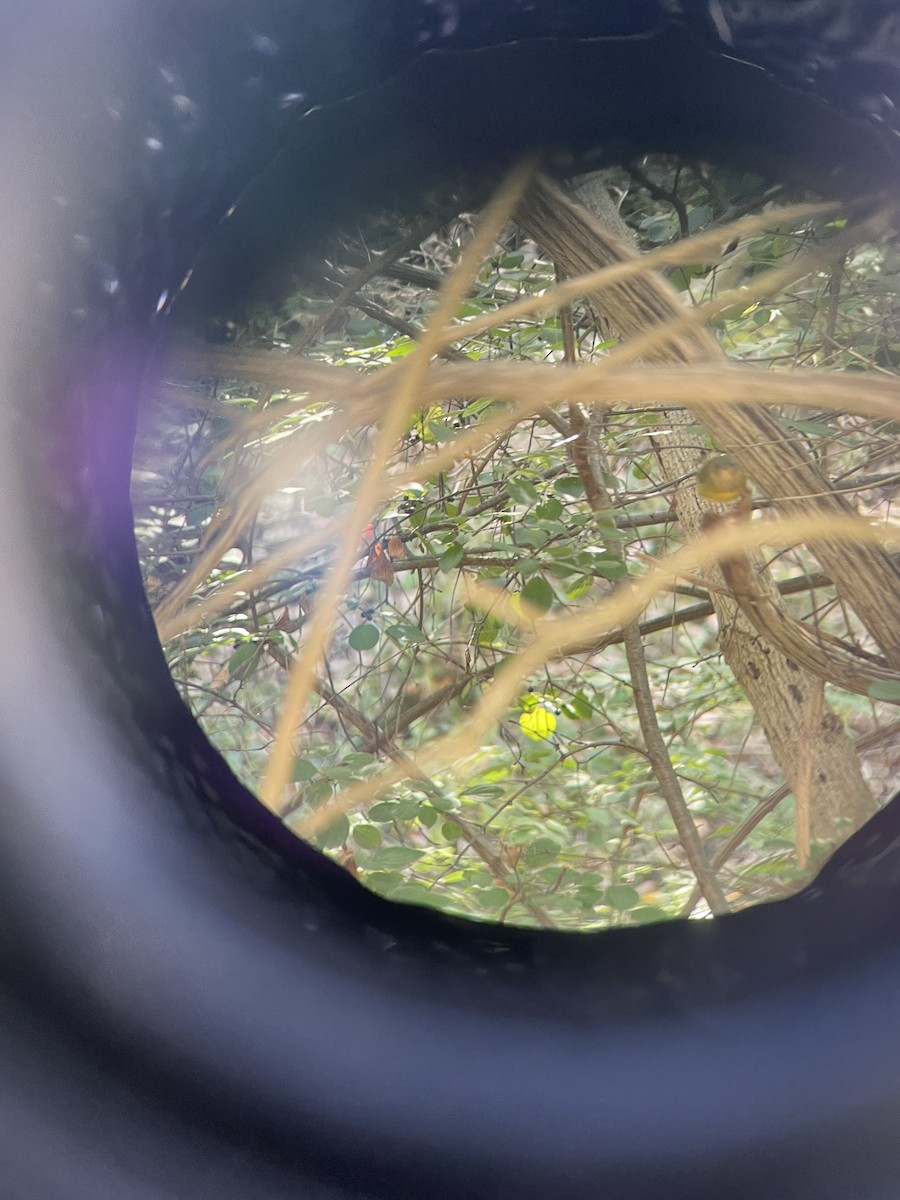 Connecticut Warbler - ML642064892