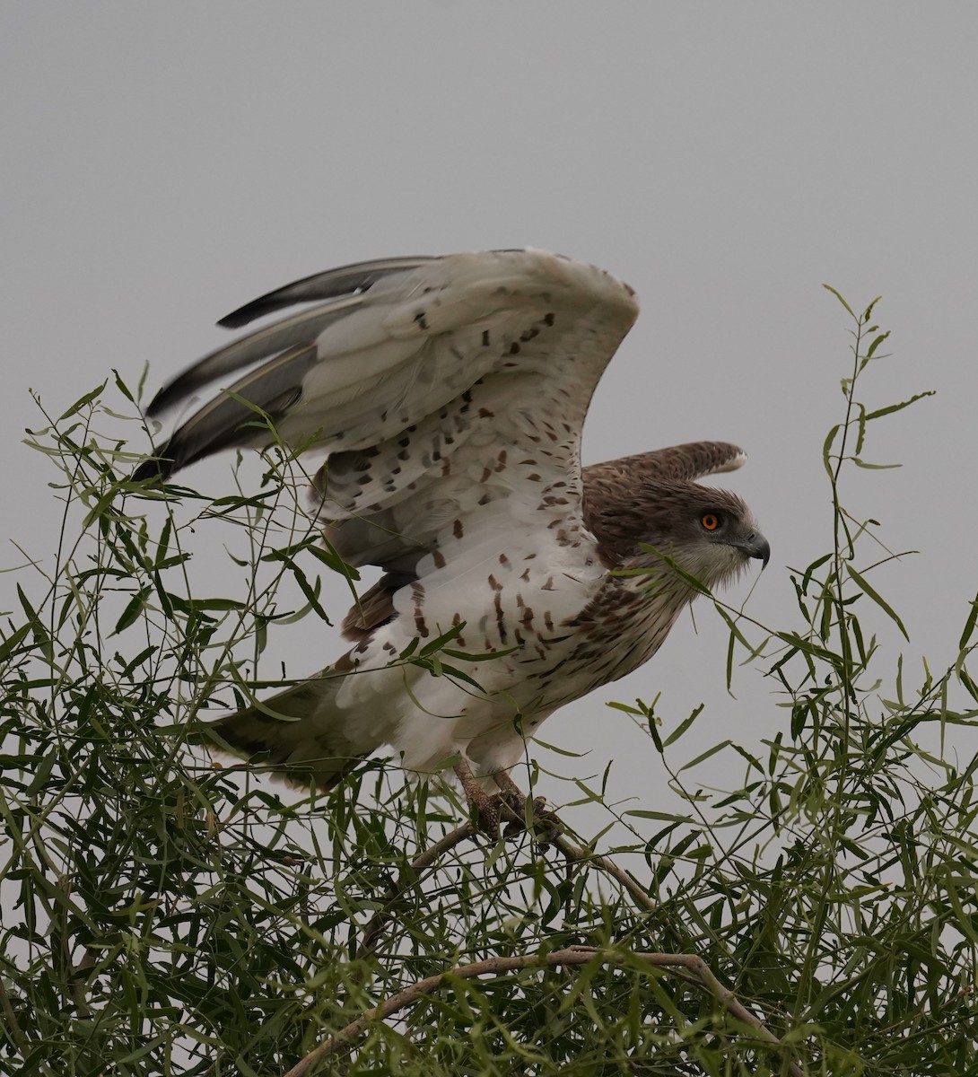 Short-toed Snake-Eagle - ML642064896