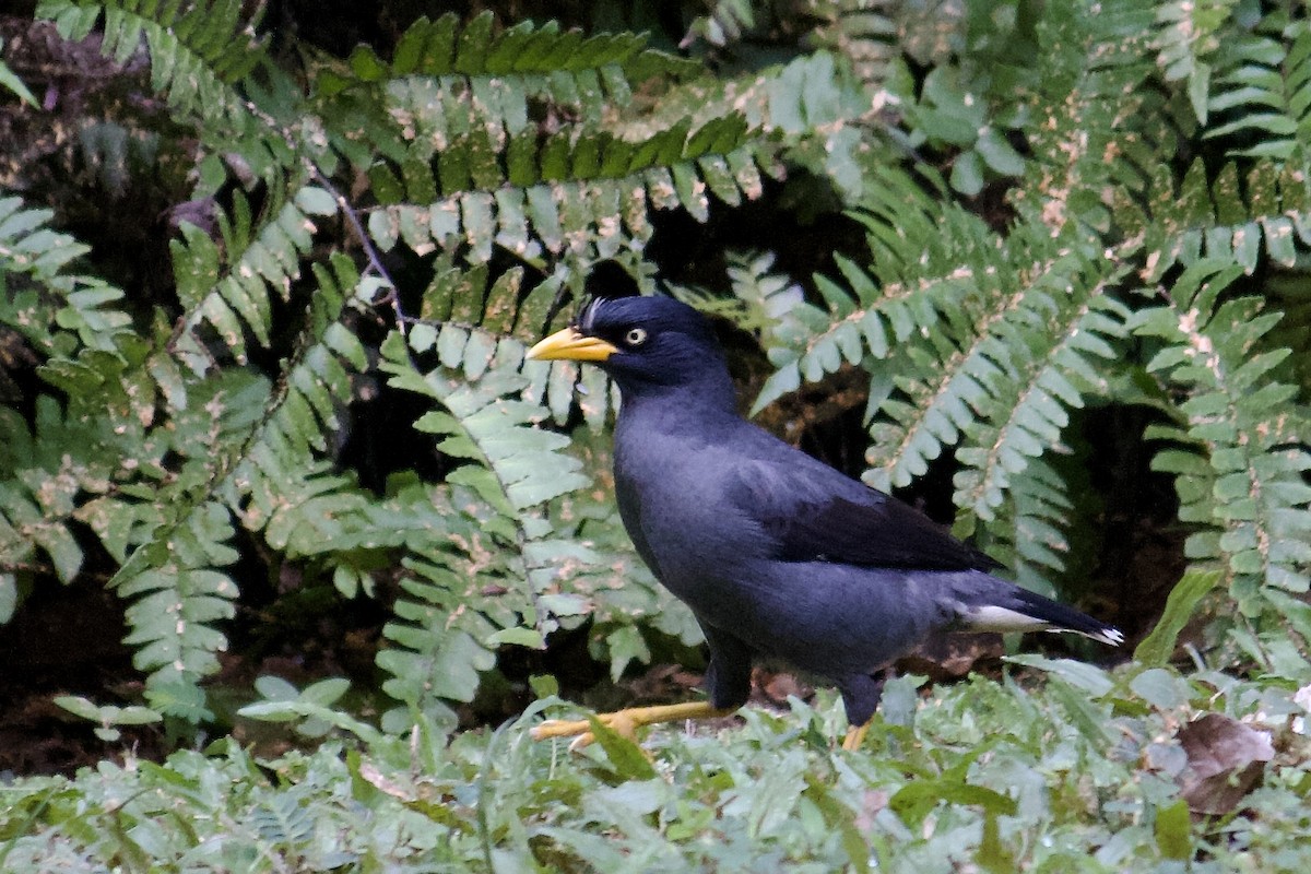 Javan Myna - ML642064898