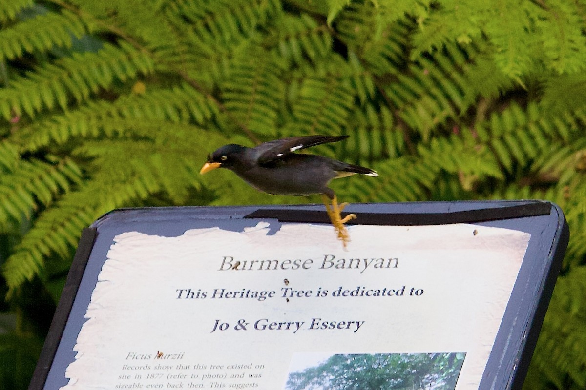 Javan Myna - ML642064899