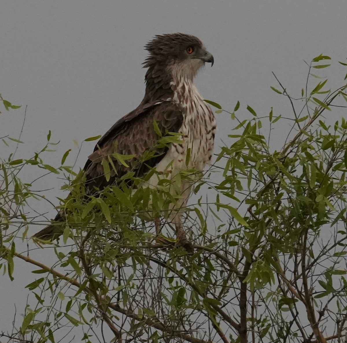 Short-toed Snake-Eagle - ML642064901