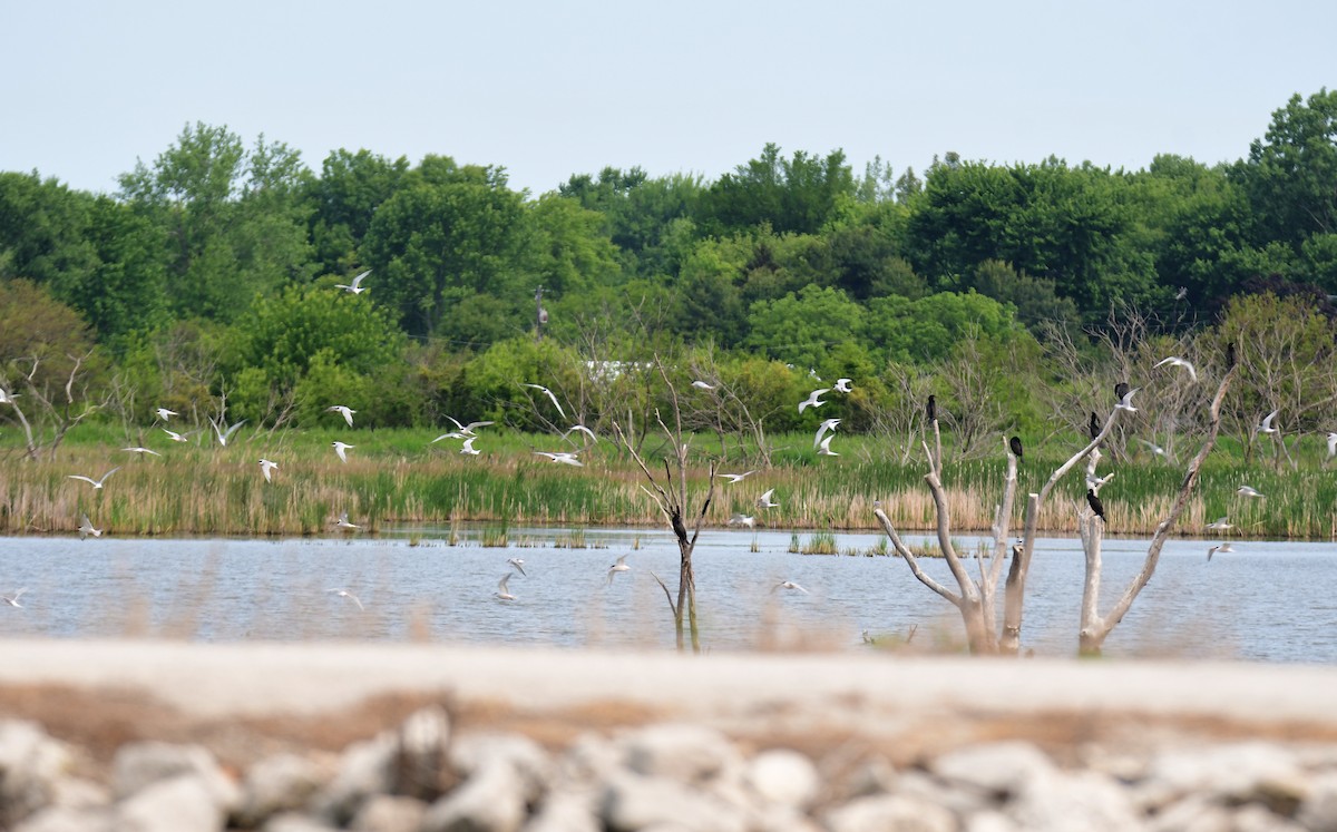 Common Tern - ML642064903