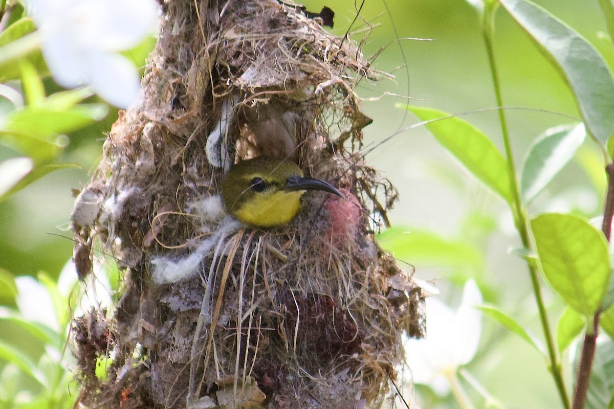 Ornate Sunbird - ML642064914