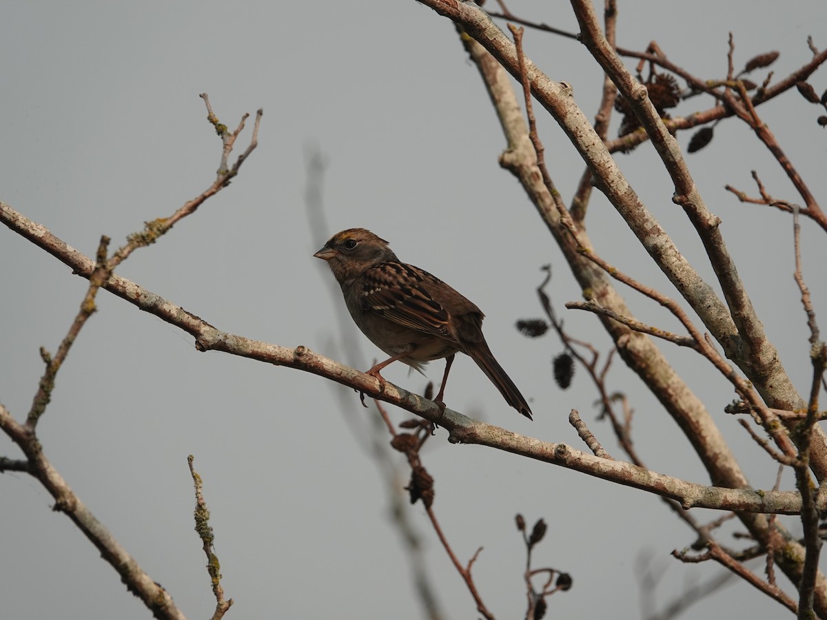 Golden-crowned Sparrow - ML642064917