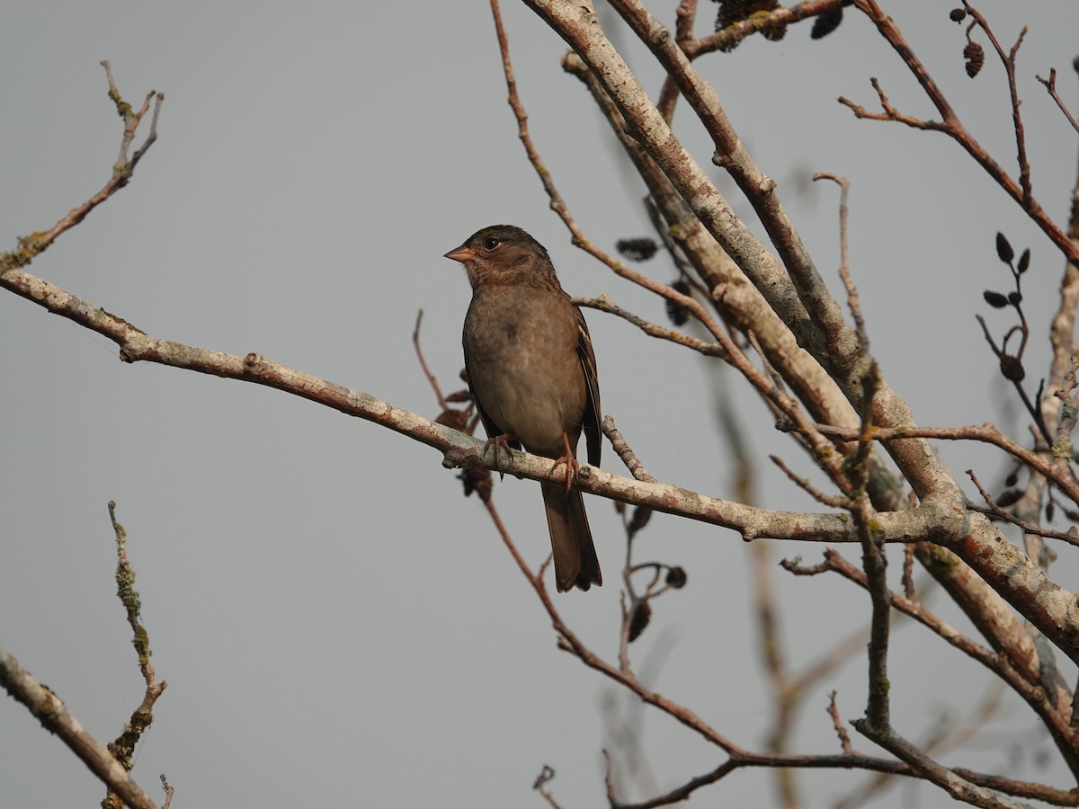 Golden-crowned Sparrow - ML642064919