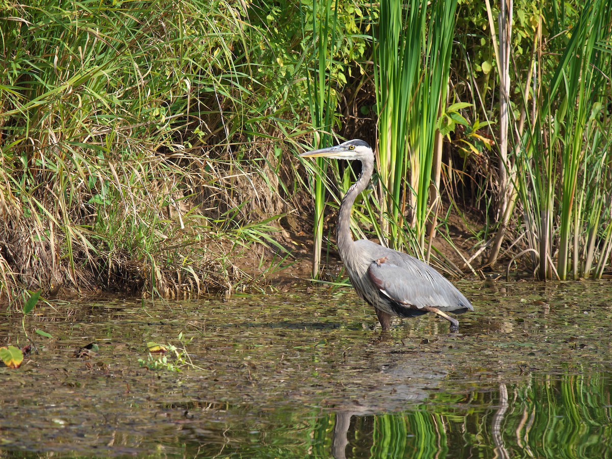 Great Blue Heron - ML642064920
