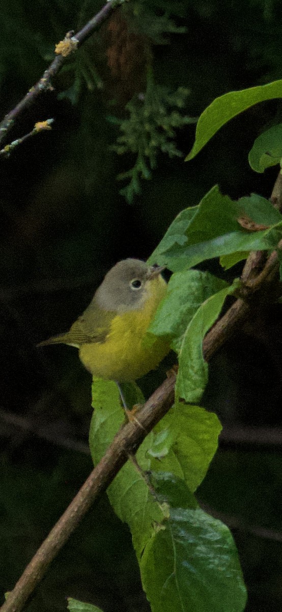 Rubinfleck-Waldsänger - ML642064929