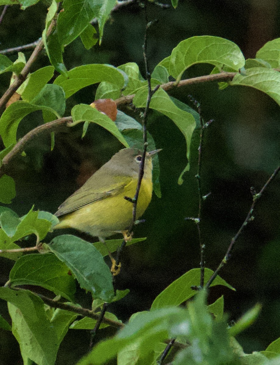 Rubinfleck-Waldsänger - ML642064930